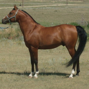 Moose 8-11 standw.JPG